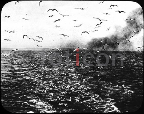 Seemöwen | Seagulls - Foto foticon-600-simon-meer-363-073-sw.jpg | foticon.de - Bilddatenbank für Motive aus Geschichte und Kultur